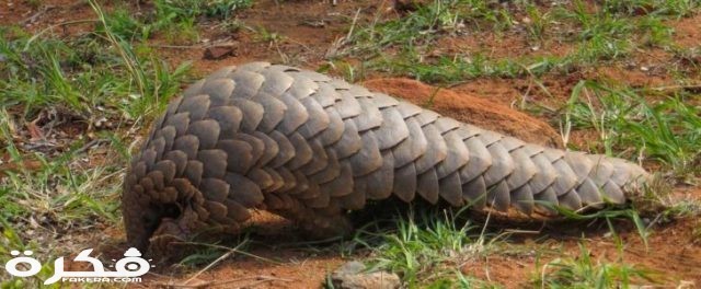 آكل النمل الحرشفي 728x300 1