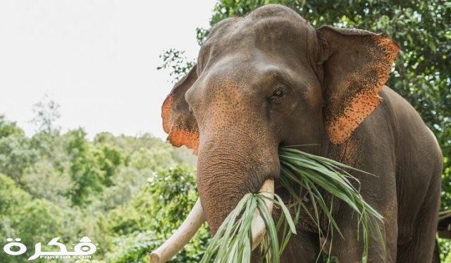 آكلات الأعشاب