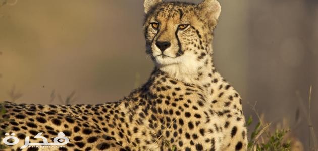 أسرع الحيوانات البرية