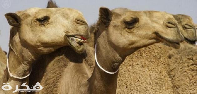 أنواع الإبل