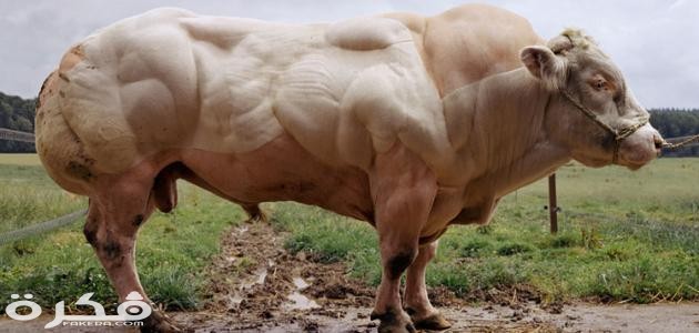أنواع البقر في العالم