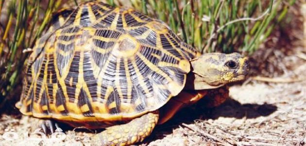 أنواع السلاحف