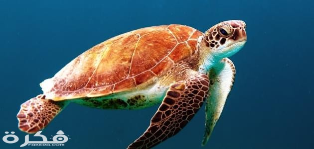 أنواع السلاحف الموجودة في البحار والمحيطات