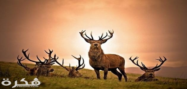 أنواع الغزال