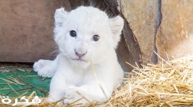 خلفيات وصور الأسد ملك الغابة 2021