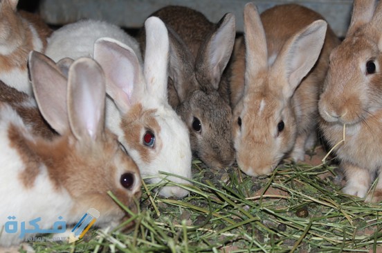 امرض الارانب بالتفصيل وكيفية علاجها