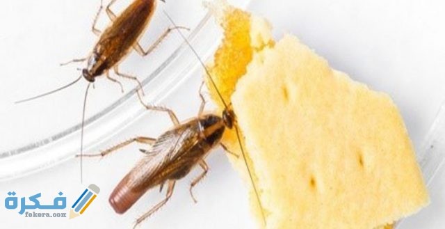 اضرار وجود الحشرات في المنزل 
