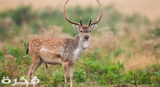 الأيل الأسمر 550x300 1