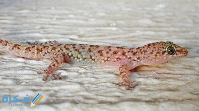 ما هو البرص