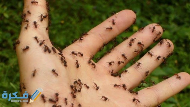 أسباب وجود النمل على الجسم أسباب وجود النمل على الجسم