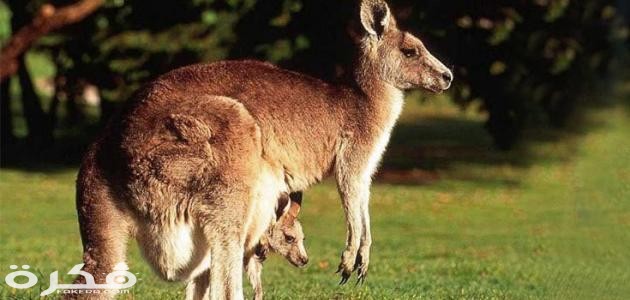 الحيوانات الجربية