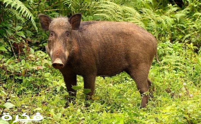 الخنزير البري 825x510 1