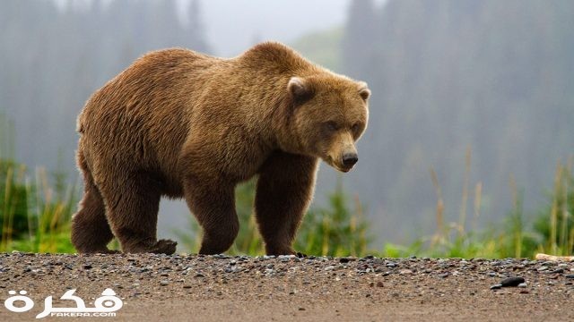 الدب البني