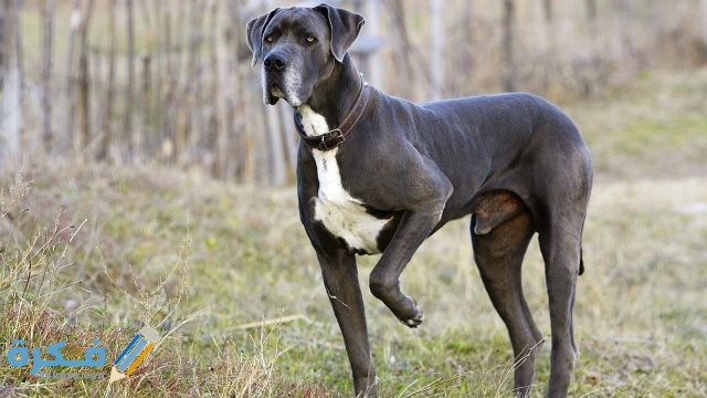 الكلب الدنماركي