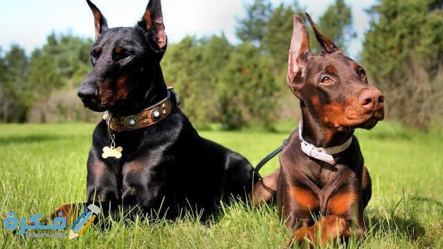 كلب الدوبر مان