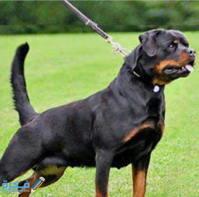 كلب الروت وايلر