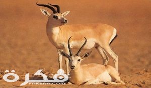 الريم 300x176 1