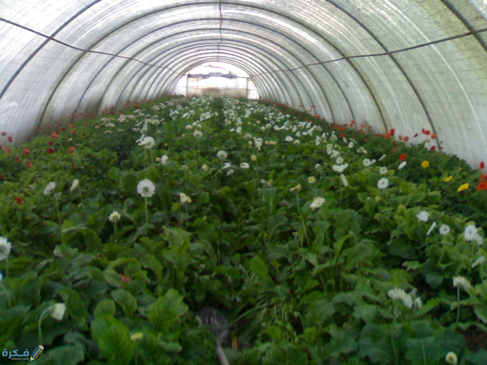 مكونات البيوت المحمية الزراعية