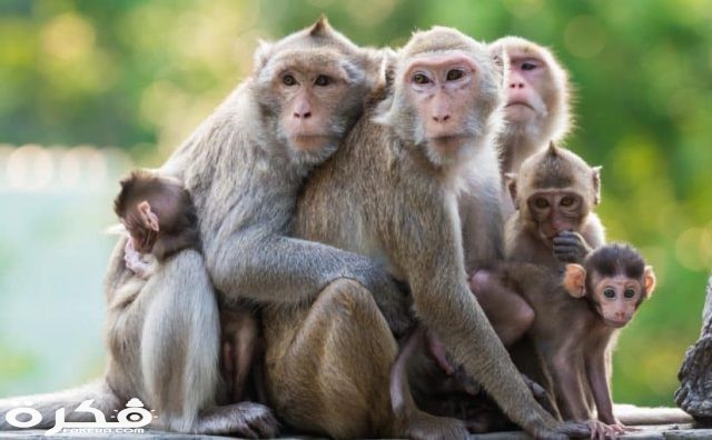 القرد في المنام1 825x510 1