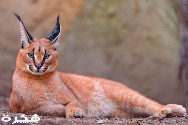 الكاراكال 1