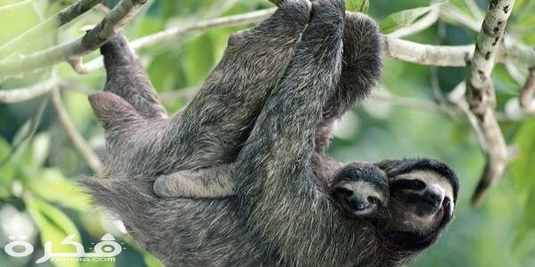 الكسلان 600x300 1