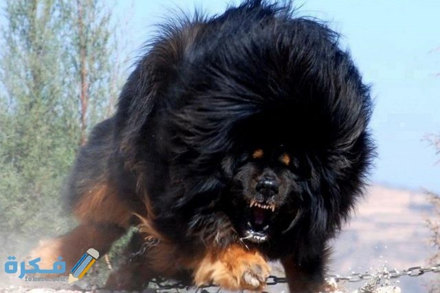 الكلب القوقازي