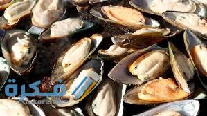 معلومات إضافية حول حيوان المحار