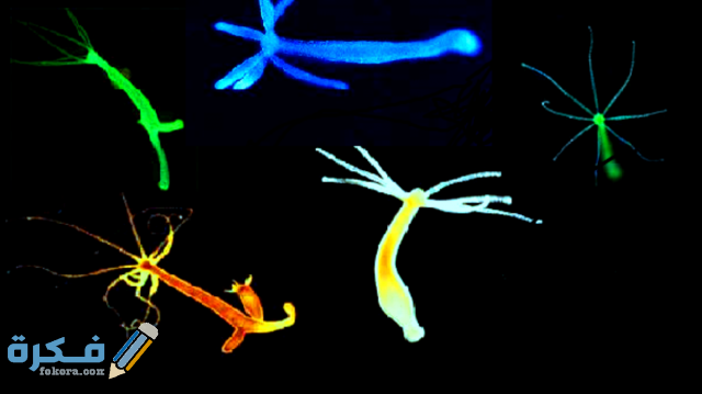 شكل حيوان الهيدرا