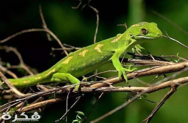 الوزغة الخضراء