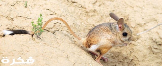 اليربوع 728x300 1