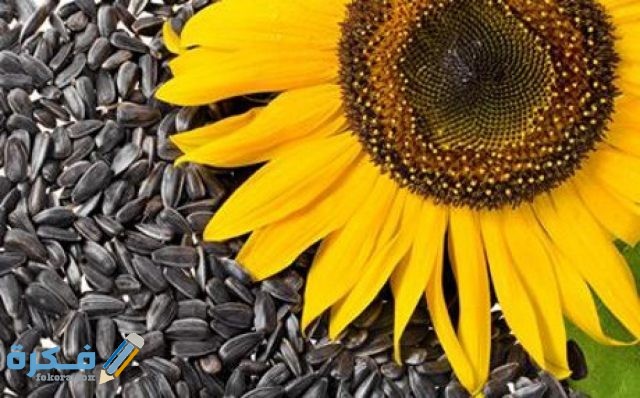 تفسير رؤية بزر عباد الشمس في المنام تفسير رؤية بزر عباد الشمس في المنام