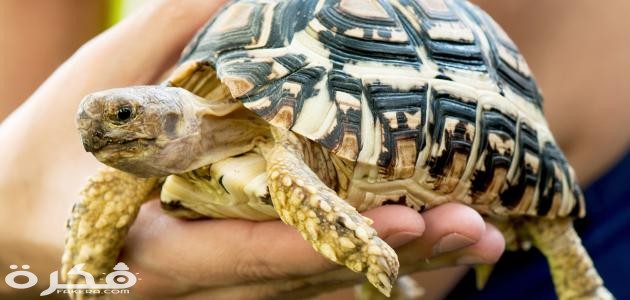 تربية السلاحف البرية