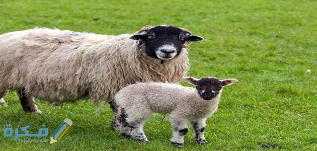  تفسير رؤية الغنم في المنام للعزباء او للمتزوجة او للحامل