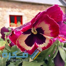 زهرة جادي فينى