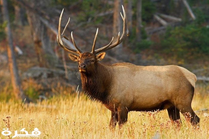 حيوان الإلكة