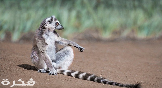 حيوان الليمور