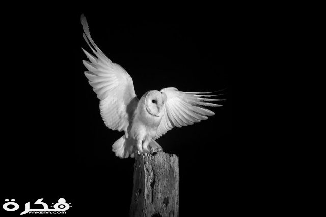 حيوانات ليلية