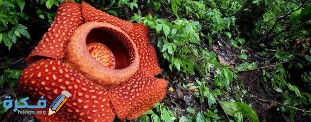 زهرة تيتيان اللوف أو الجثة 