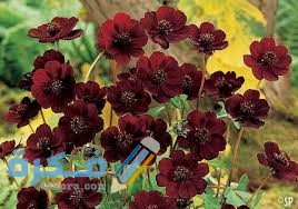 زهرة الشيكولاته الدموية الداكنة