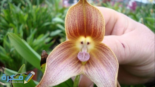 زهرة اوركيدا القرد 