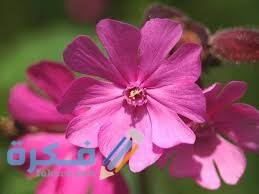 زهرة كامبيون النادرة