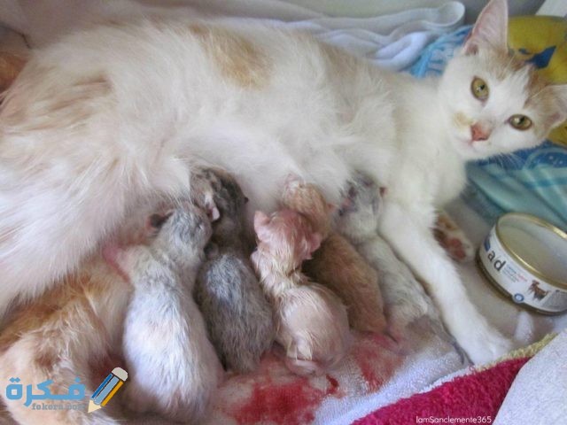 أسباب مؤقتة لسقوط شعر القطط