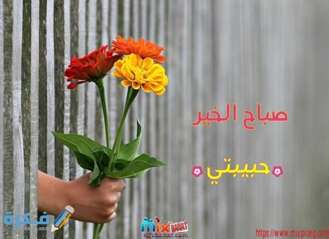 صور صباح الفل للحبيب والصديق صور صباح الفل للحبيب والصديق11