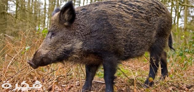 صيد الخنزير البري