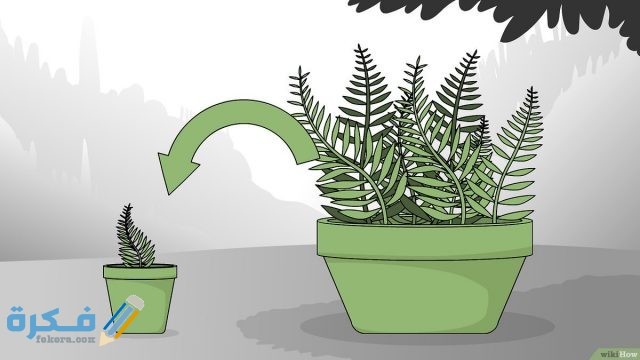 طرق العناية بنبات الفجيرة