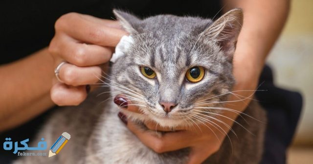 معلومات عن براغيث القطط وكيفية التخلص منها