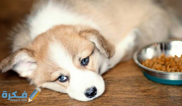علاج فقدان الشهية عند الكلاب