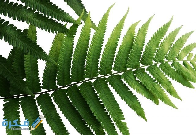 تكاثر نبات الفوجيرا