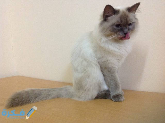 همالايا مون فيس همالايا مون فيس