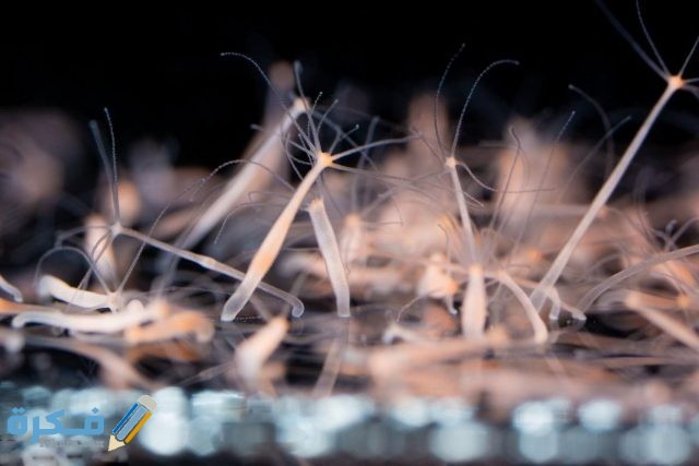 التكاثر في حيوان الهيدرا